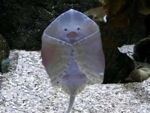 魔鬼鱼|鱼|画风_新浪新闻