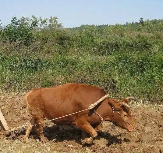 听许昌的他,讲讲40多年前学农活的趣事‖魏东周_老家_农业_农村