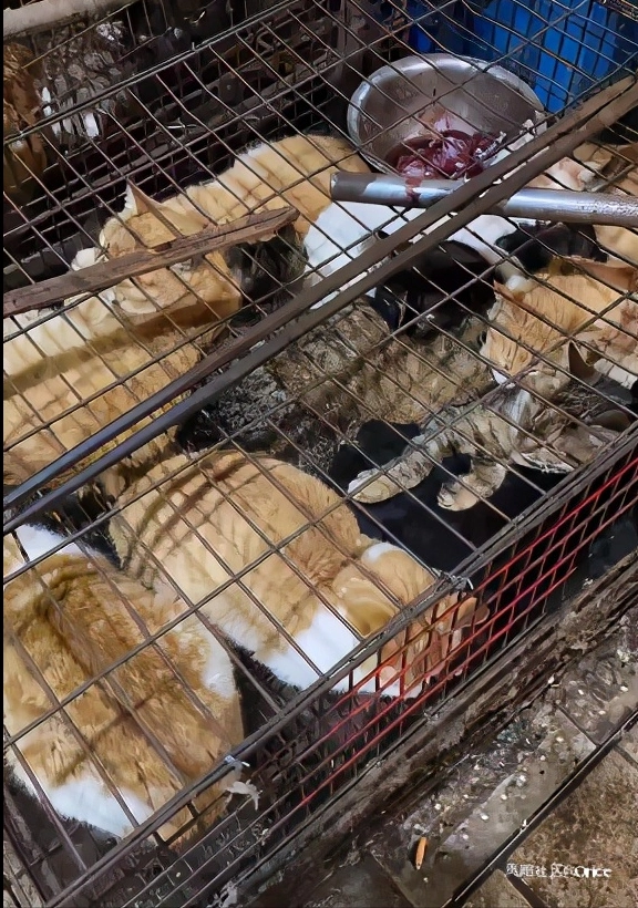 敲碎头骨宰杀!湖南一菜市场卖活猫现场宰杀?通报来了!