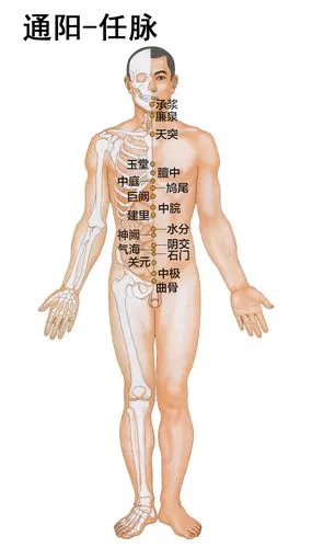 人体12经脉穴位图解任脉美容院学习砭石通阳罐刮痧温灸操作