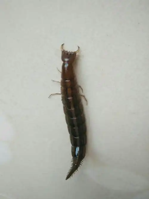 请问这个水虫子叫什么名!可以吃吗?听别人说可以油炸这吃