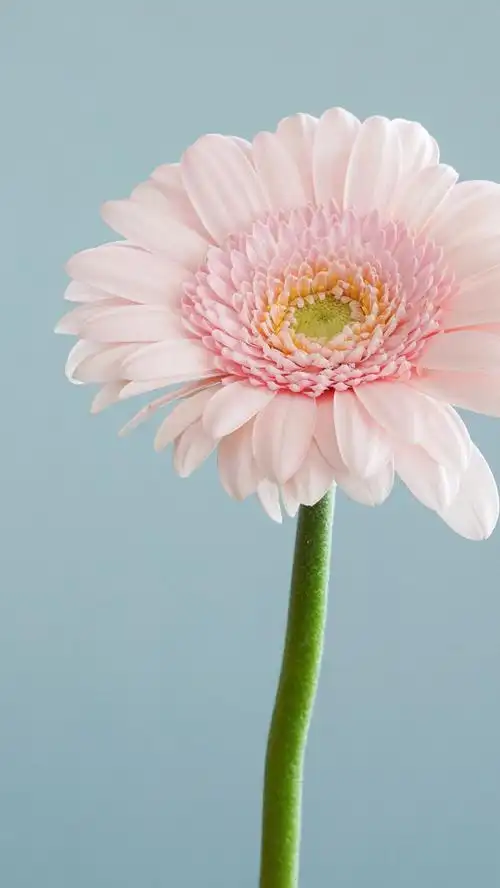 炎炎夏日简约冷淡风爱壁纸平铺锁屏可爱小清新