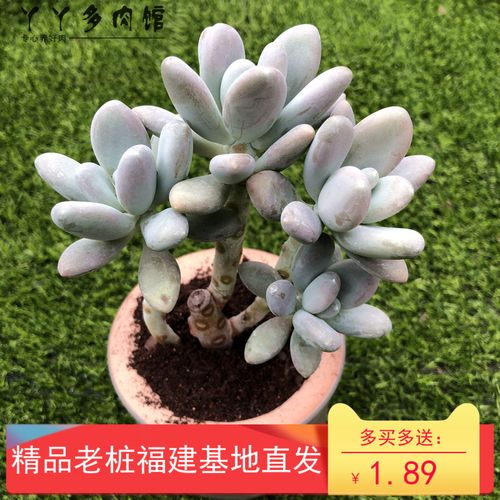 白美人群生老桩星美人多肉植物绿植盆栽组合办公室防辐射净化空气