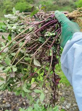 贵州深山现采新鲜中草药白毛夏枯草筋骨草石灰菜白头翁保鲜发货黔山