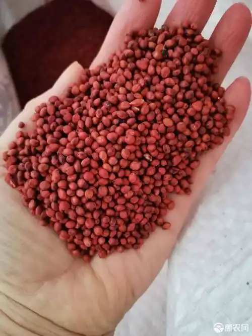 高产杂交高丹草种子,优质高蛋白饲料.适合猪牛羊,鸡鸭鹅,鱼虾