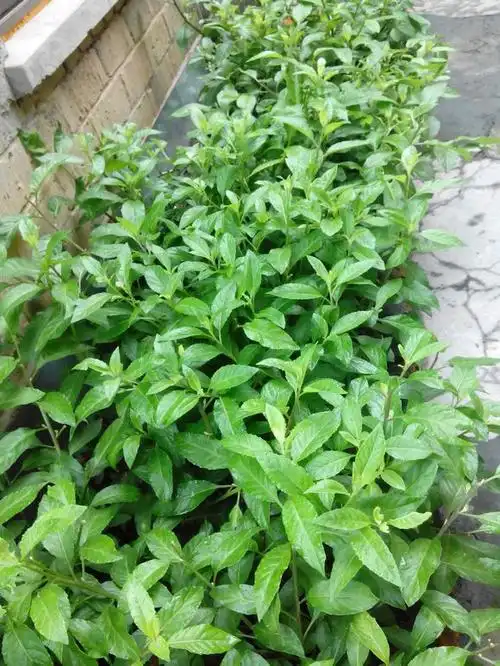 明月草的功效与作用