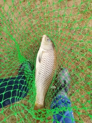 长寿湖……意外惊喜,是不是以为今天要吃大皮哟!