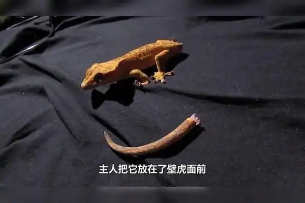 壁虎"断尾再生",是新尾巴好看还是原装的好看?镜头拍下全过程