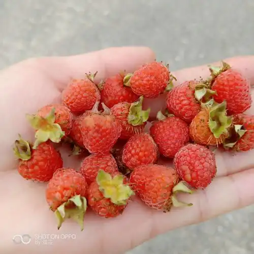 还看到啦妈妈那个年代的山野泡.