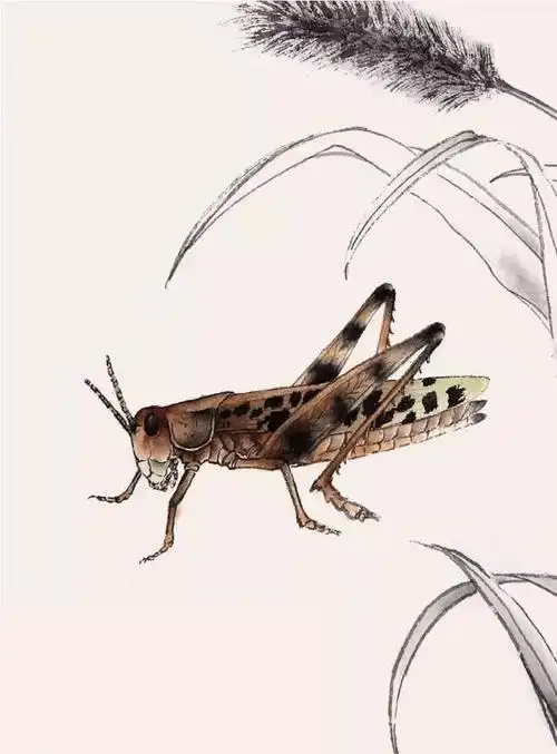 分步骤讲解蝗虫工笔画的画法