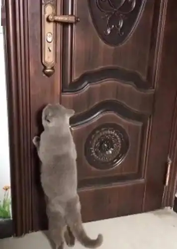 猫咪跳上门把手自己开门动作十分娴熟明显不是头一次了