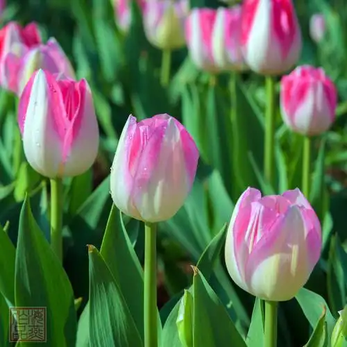 春天系列《鲜花集》---从迎春花到郁金香, 充满春的气息