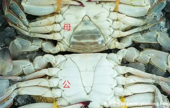 螃蟹公母怎么区分,母蟹和公蟹的区别图片(看肚脐形状) — 神奇养生网