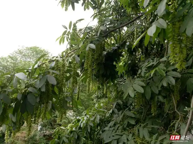 园林植物之十:鬼柳树下的童年记忆-佳作天地