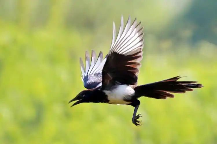 不是很上镜的喜鹊