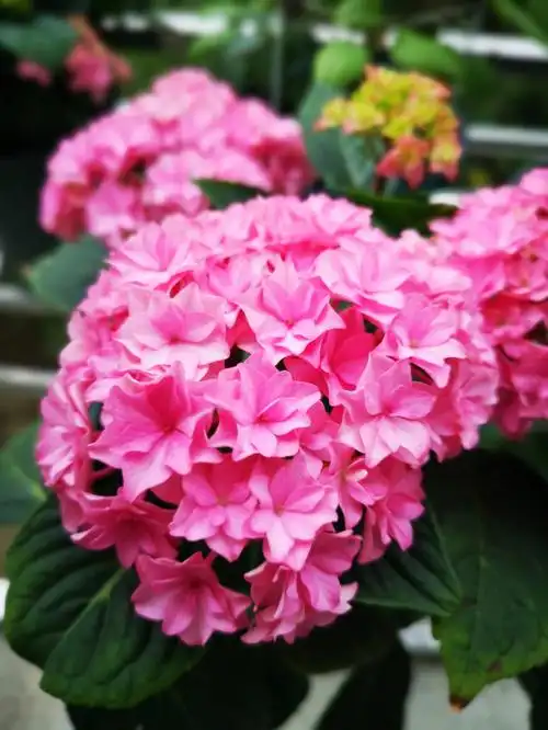 太阳神殿绣球超美又直立性好的切花绣球