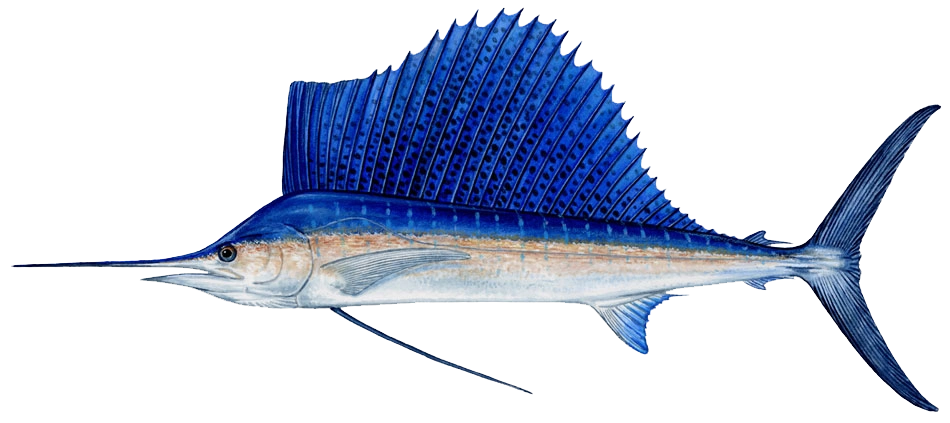 为什么旗鱼被称为"海洋杀手"?