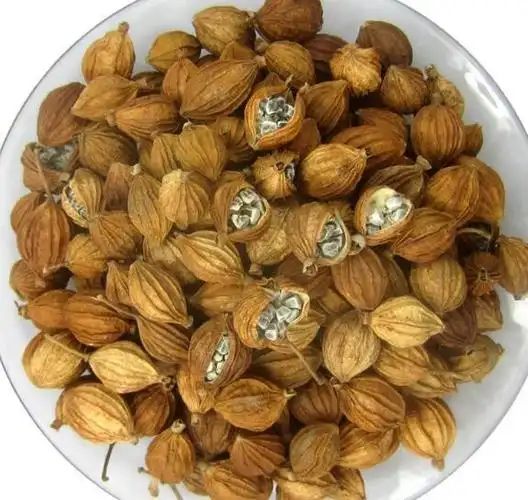 砂仁性味辛温,具有开胃消食,理气安胎,温脾止泻等功效