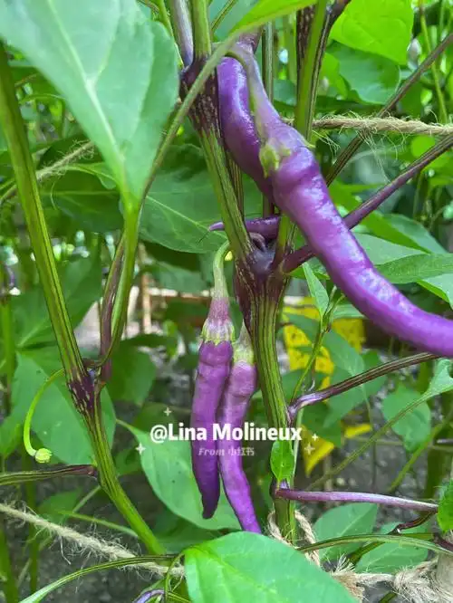 辣椒|紫色辣椒好看90好吃97又好种92