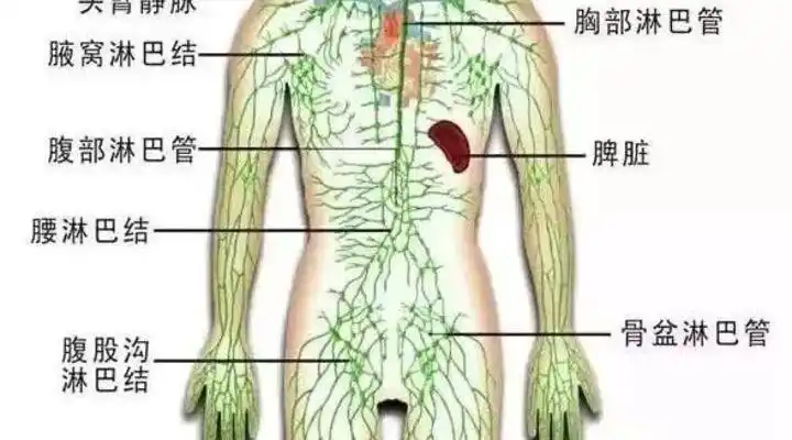 人体3处淋巴"决生死"!没事常揉揉,预防许多疾病