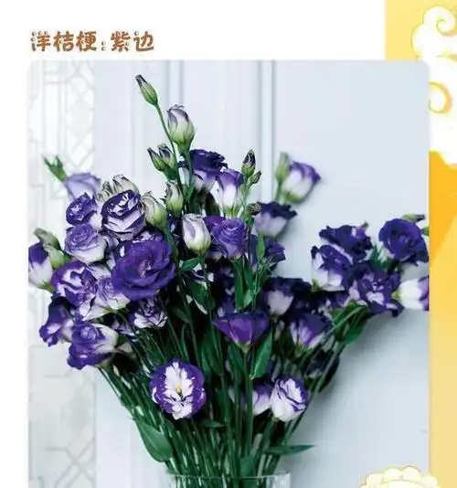 【美佳·惠生活】洋桔梗:紫边(鲜花图片仅供参考)