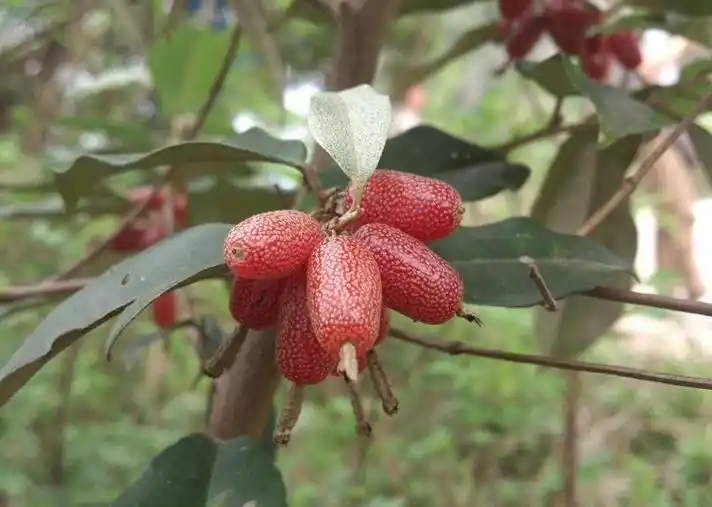 农村的6种野生水果:一个比一个美味,最后一种很多人都没吃过