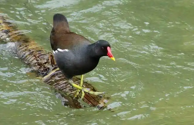 黑水鸡吃什么食物?