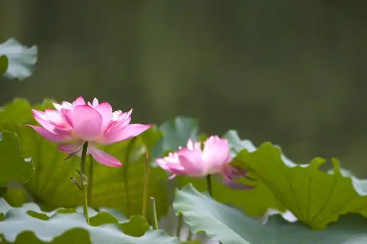 高清图片,横构图,自 然,植物,日光,户外,清新,白昼,风景, 莲花,荷花
