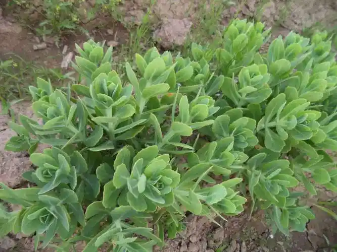 fu)是景天科景天属植物,一年生 a target="_blank" href="/item/脖揪