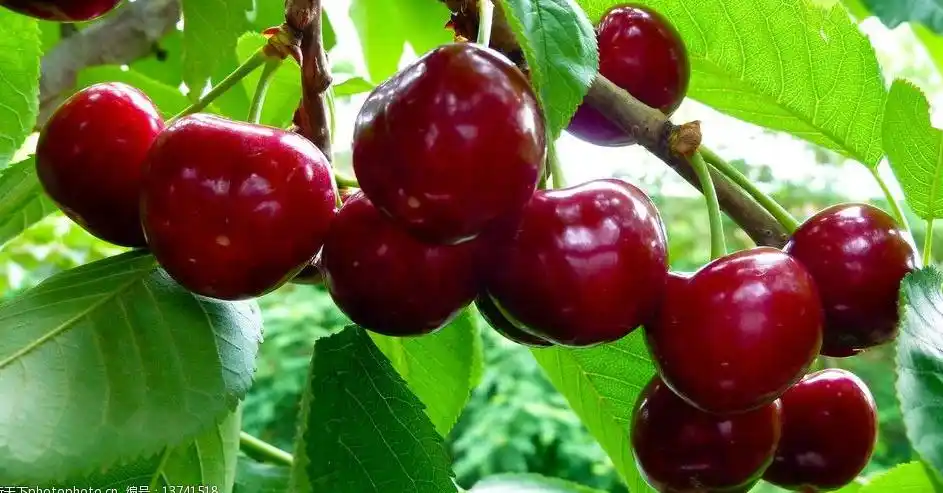 【活动预告】山东省家庭农场协会大樱桃产业发展论坛