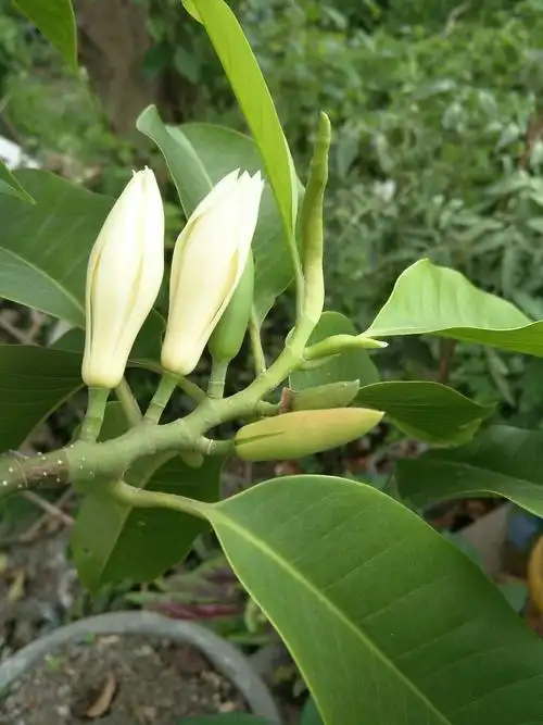 2017-06-15 20:56:41 玉兰花好香啊!