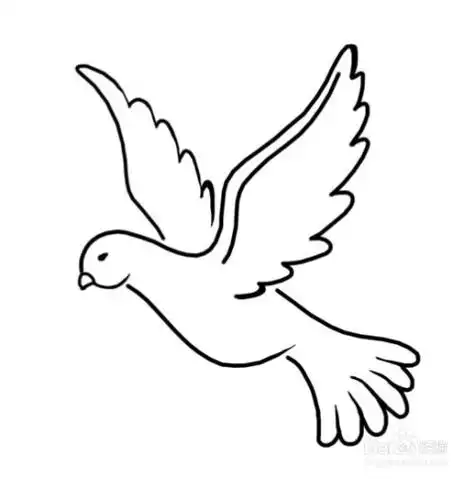和平鸽和平鸽简笔画三步完成和平鸽怎么画和平鸽简笔画简单又漂亮彩色