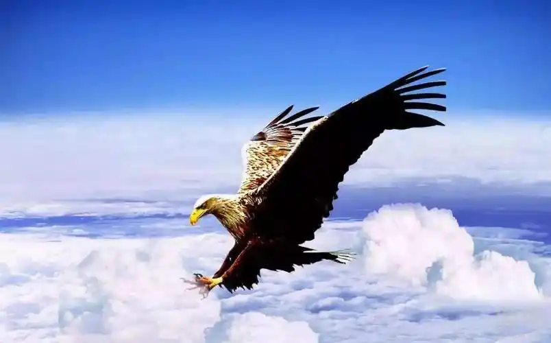 小白作品阅读量第一次过万