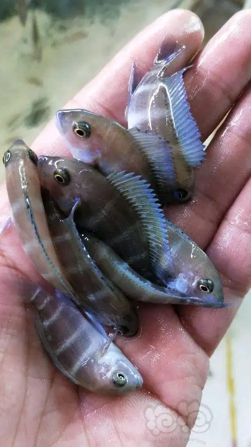 热带鱼出售伊巴卡六间