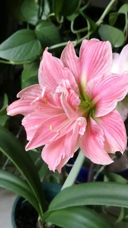 朱顶红甜蜜女神开花了,虽然只有6 的球,但依然美丽!-度小视