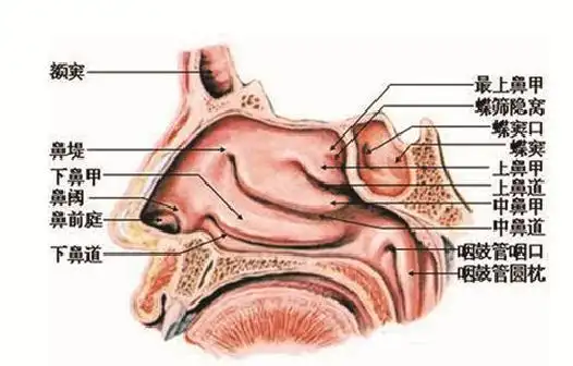 孩子早上起来鼻子就堵是什么原因鼻子每天早上都堵是什么原因