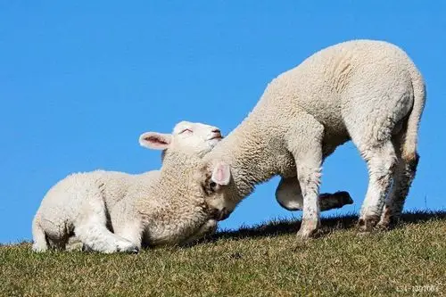 两只戚戚我我的羊