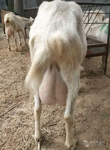 山东奶山羊 目前奶山羊行情萨能奶山羊养殖技术