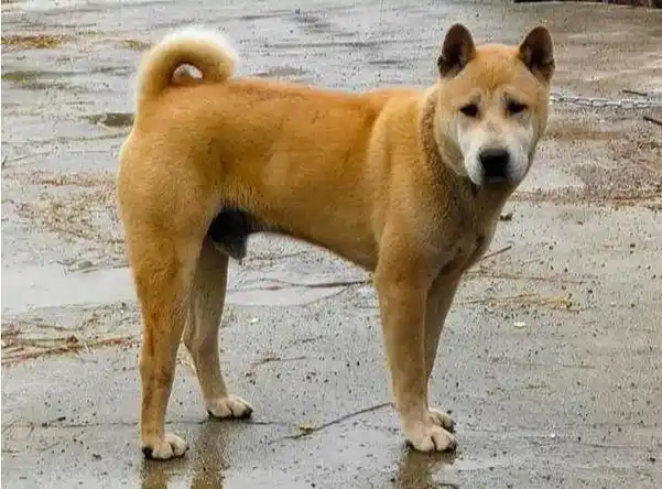 金钱尾小狗一般多大开始卷尾,小狗怎么看金钱尾