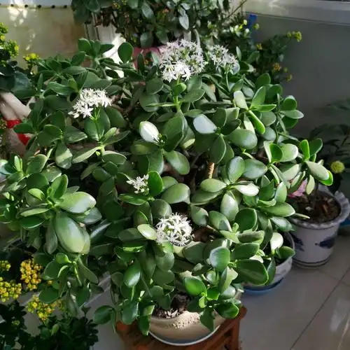 玉树花开又一春