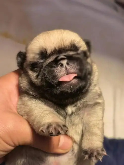 巴哥犬的日常  #巴哥