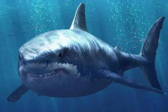 鲨鱼是胎生还是卵生鲨鱼种类大全介绍