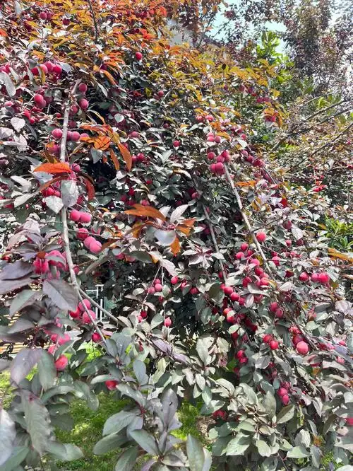 吃李子,吃李子!#李子  #红叶李