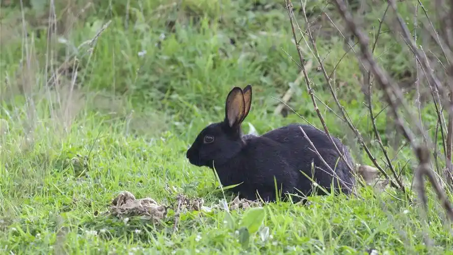 黑兔,草 iphone 壁纸