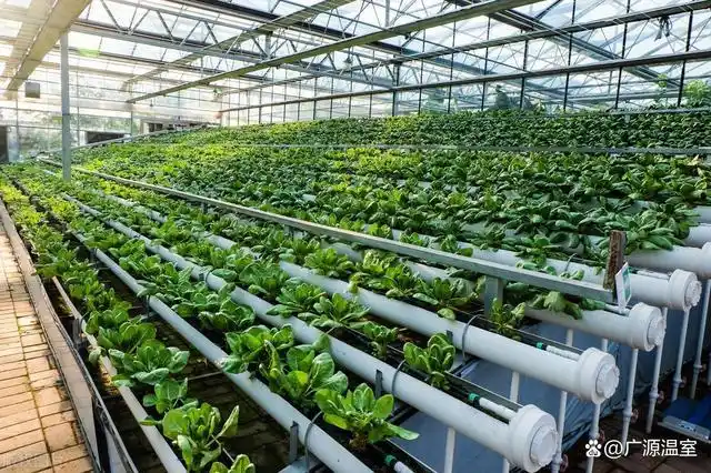 智能玻璃温室具有节能,高效,环保等优势,下面就来聊聊这些优势.