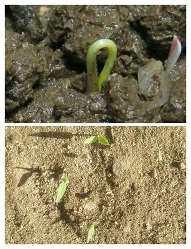 我的小辣椒成长记乌拉特后旗二完小二五班张方硕