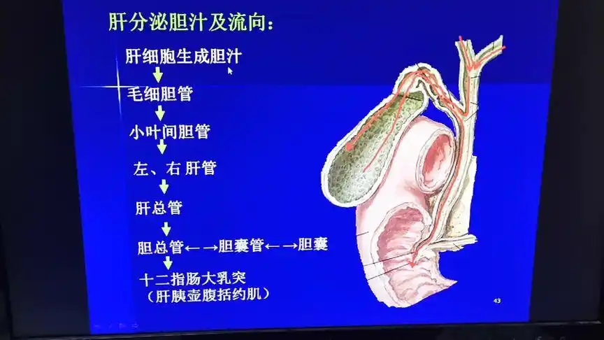 胆汁的分泌及流向