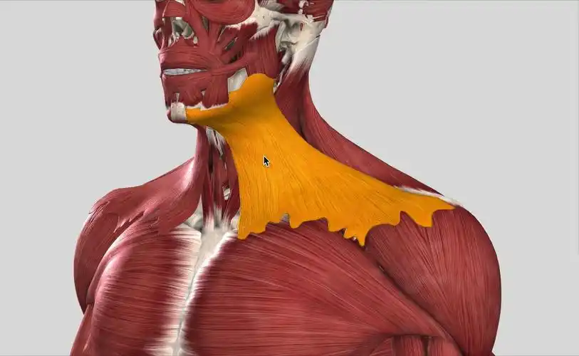 【每日一肌】颈阔肌——长期低头引起的"双下巴",提升下颌线就靠它!