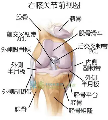 图:膝关节解剖结构及各处韧带.膝关节前交叉韧带防止胫骨过度前移.