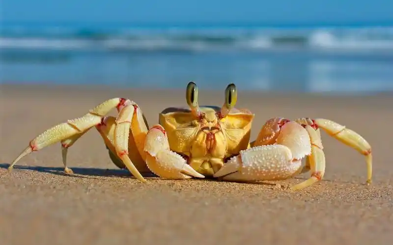 ocypode,ghost crab,crustaceans,humor,壁纸,高清壁纸自然,动物,螃蟹